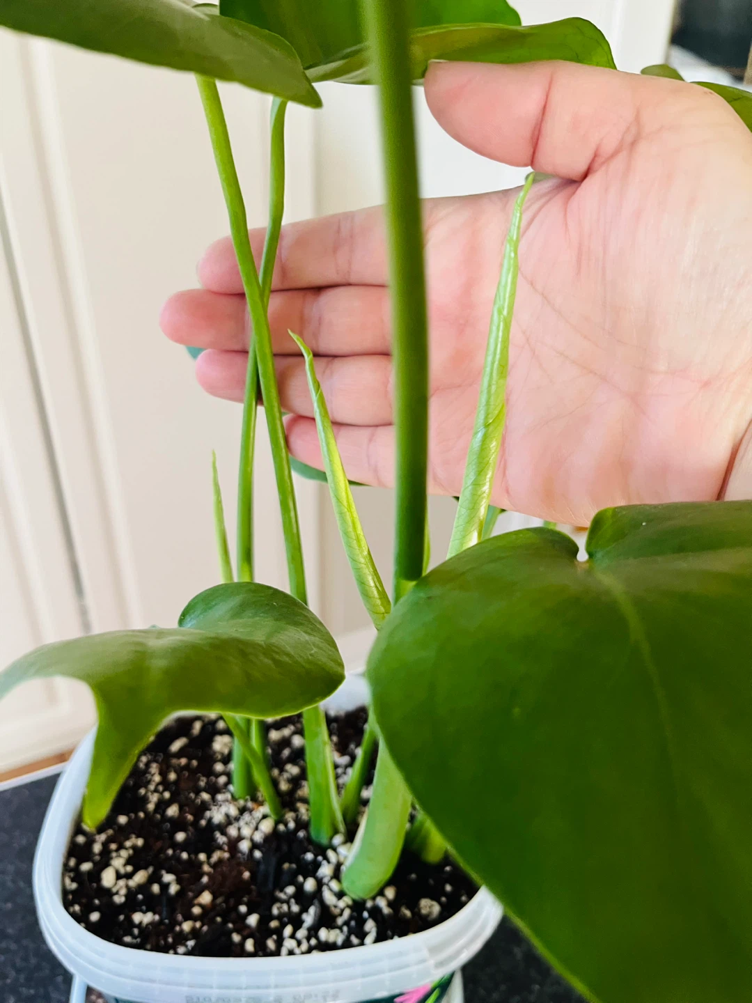 Monstera Deliciosa Plant - photo 4