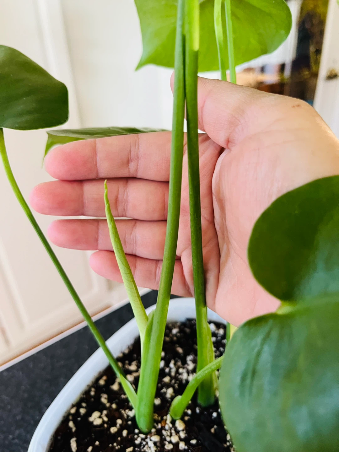 Monstera Deliciosa Plant - photo 5