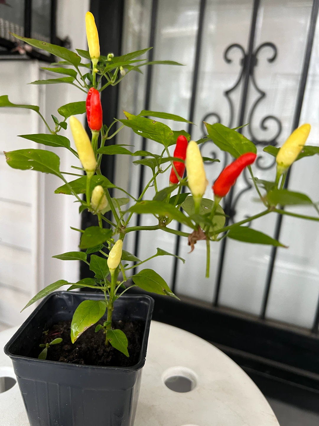 Small Thai Chili Pepper Plant