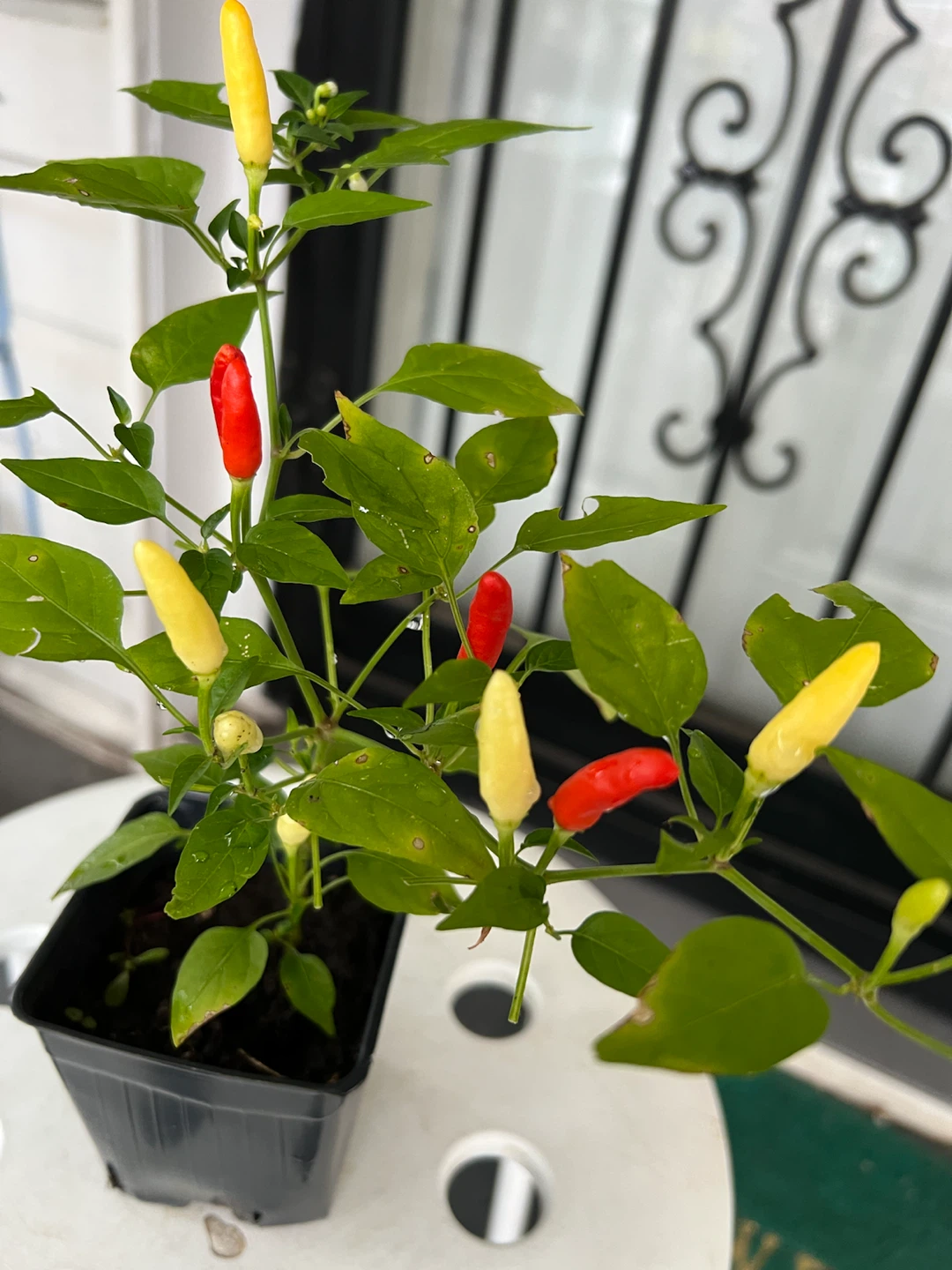 Small Thai Chili Pepper Plant - photo 2