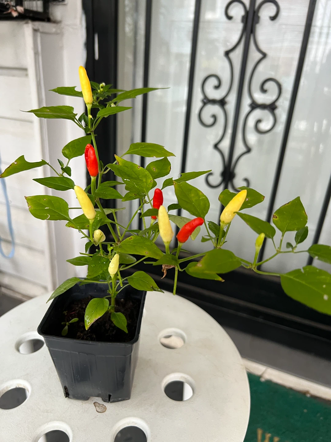Small Thai Chili Pepper Plant - photo 3