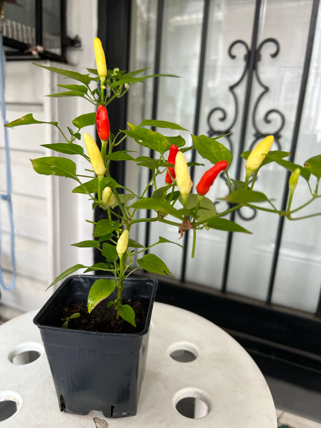 Small Thai Chili Pepper Plant - photo 4