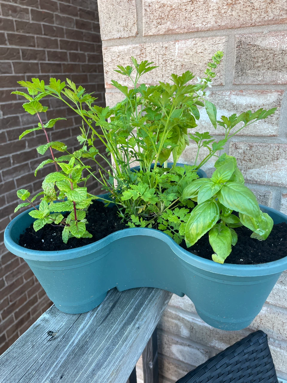 Assorted Herb Garden in Triple Planter