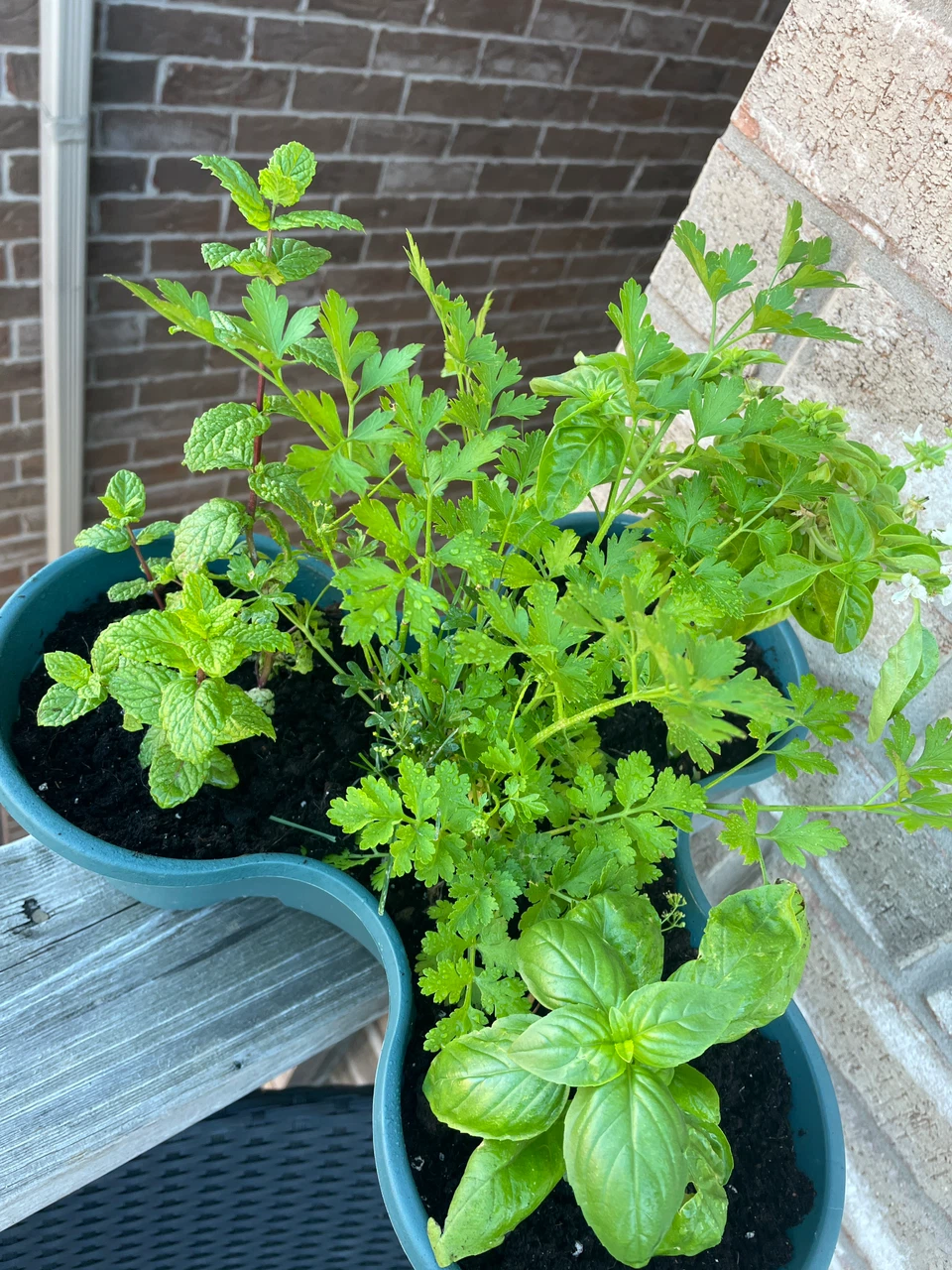 Assorted Herb Garden in Triple Planter - photo 2