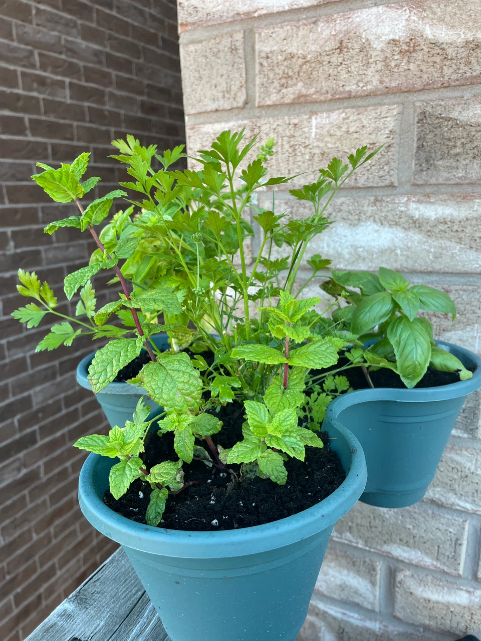 Assorted Herb Garden in Triple Planter - photo 3