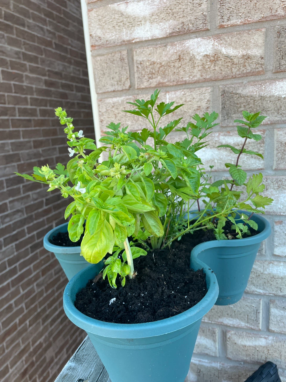 Assorted Herb Garden in Triple Planter - photo 4