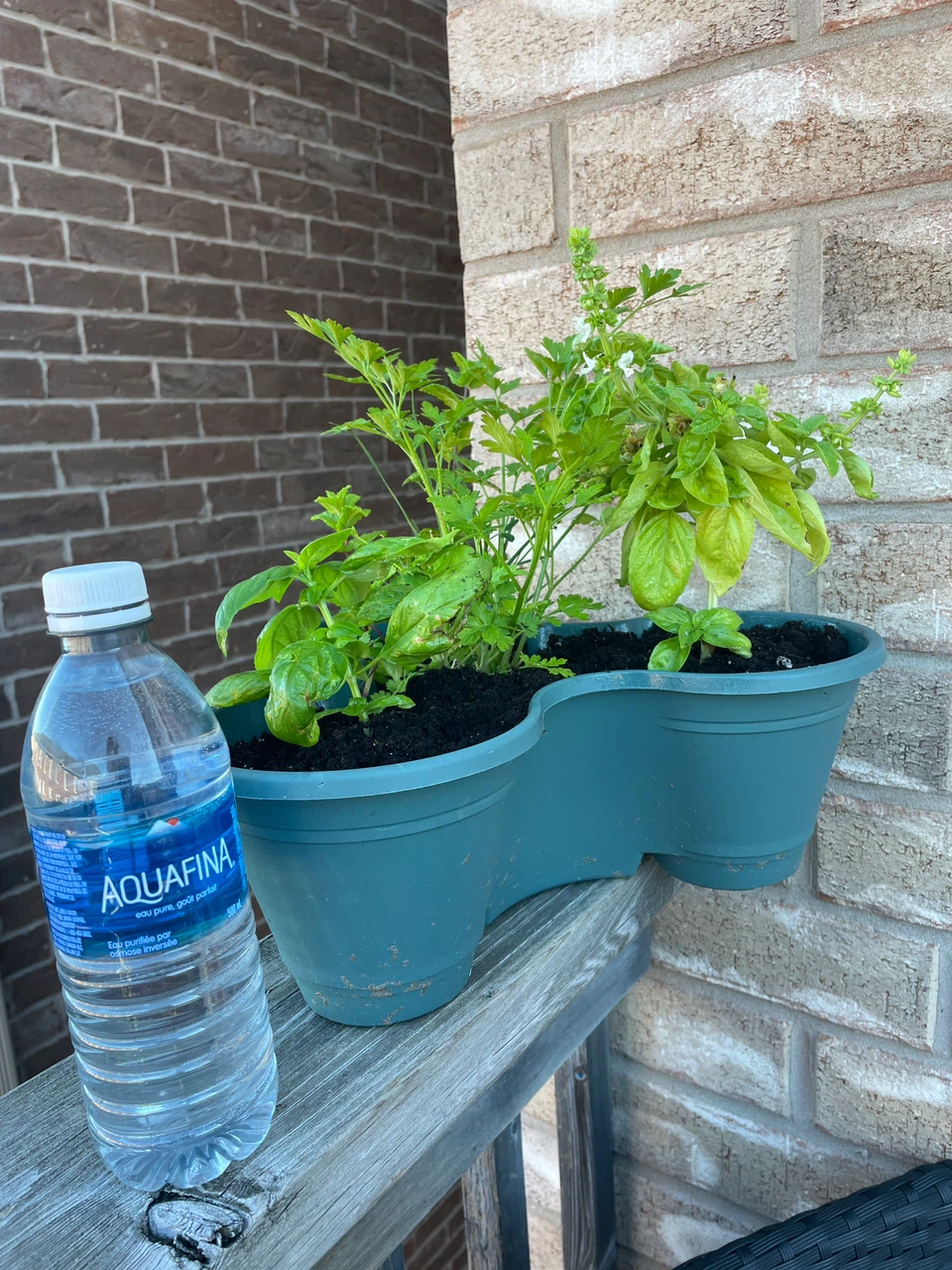 Assorted Herb Garden in Triple Planter - photo 5