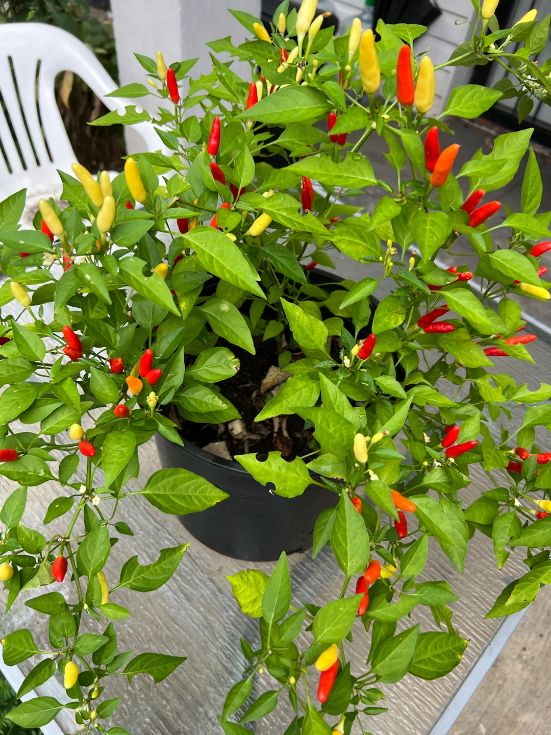Organic large Thai chili pepper plant Chili Pepper Plant