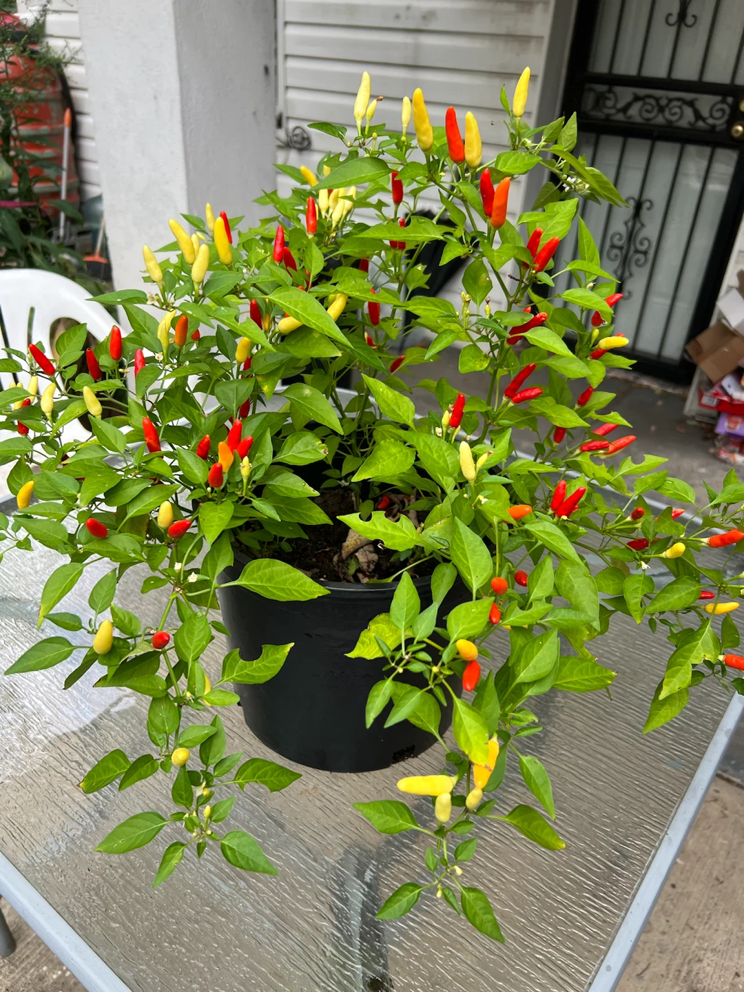Organic large Thai chili pepper plant Chili Pepper Plant - photo 2