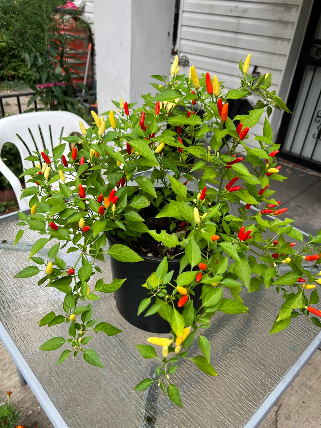 Organic large Thai chili pepper plant Chili Pepper Plant - photo 3