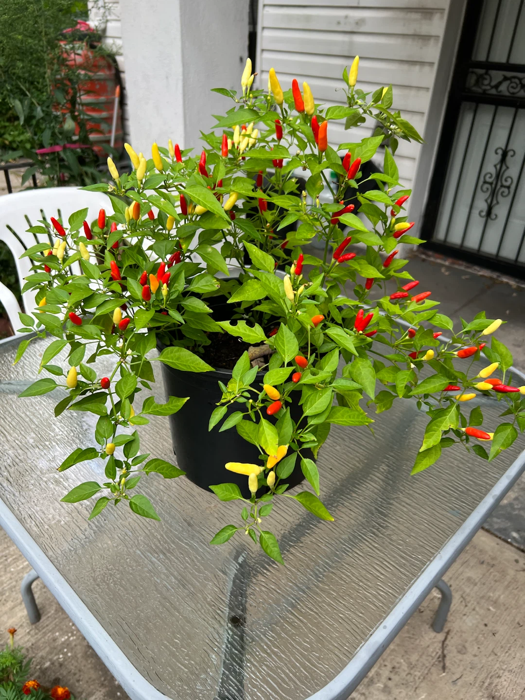 Organic large Thai chili pepper plant Chili Pepper Plant - photo 4