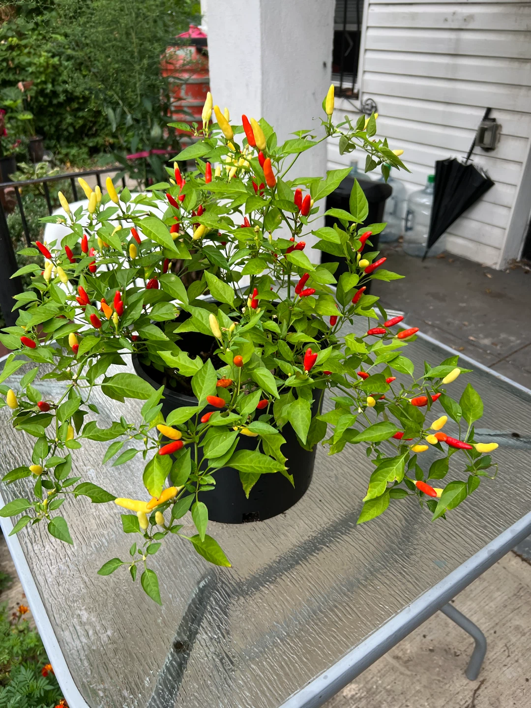 Organic large Thai chili pepper plant Chili Pepper Plant - photo 5