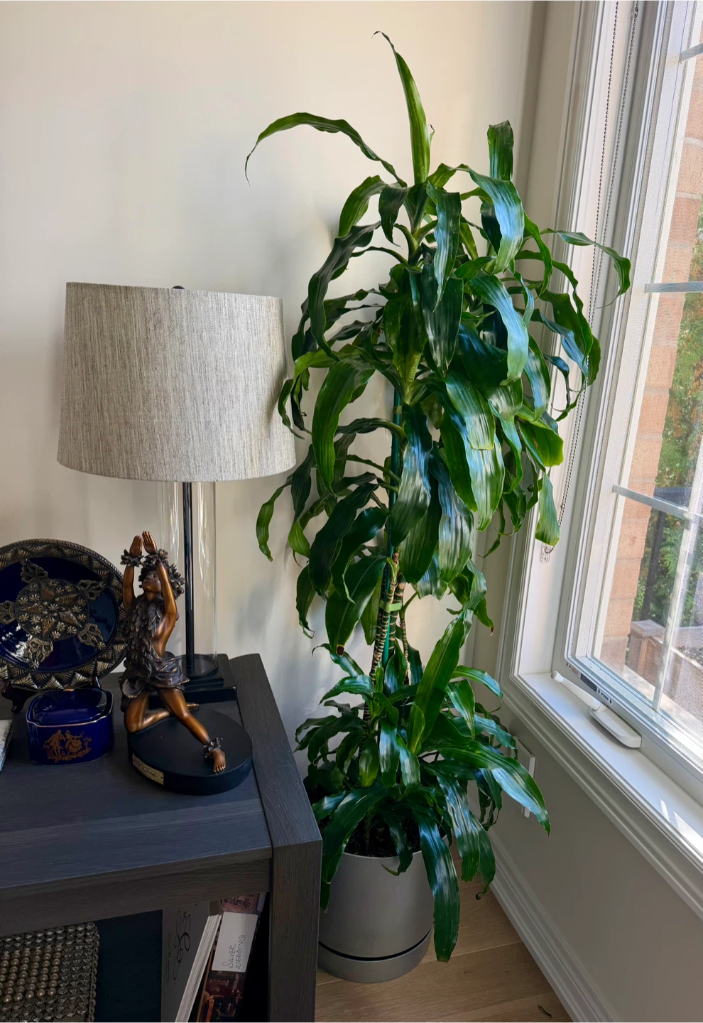 Large Dracaena Massangeana Plant