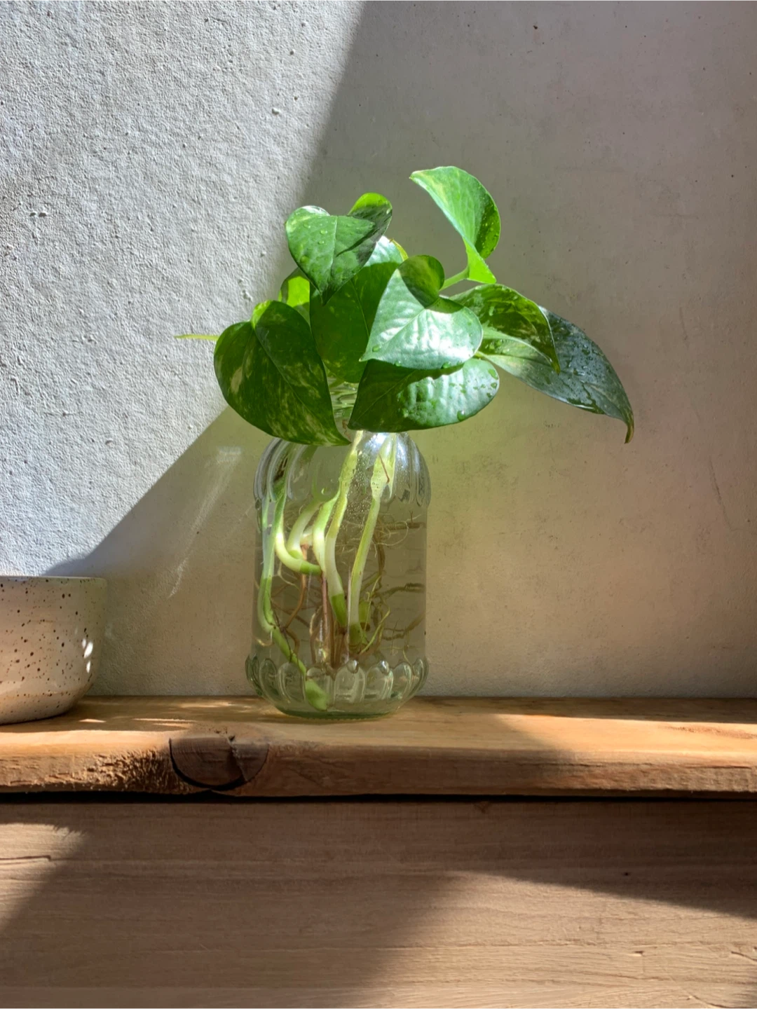 Pothos plant in glass jar