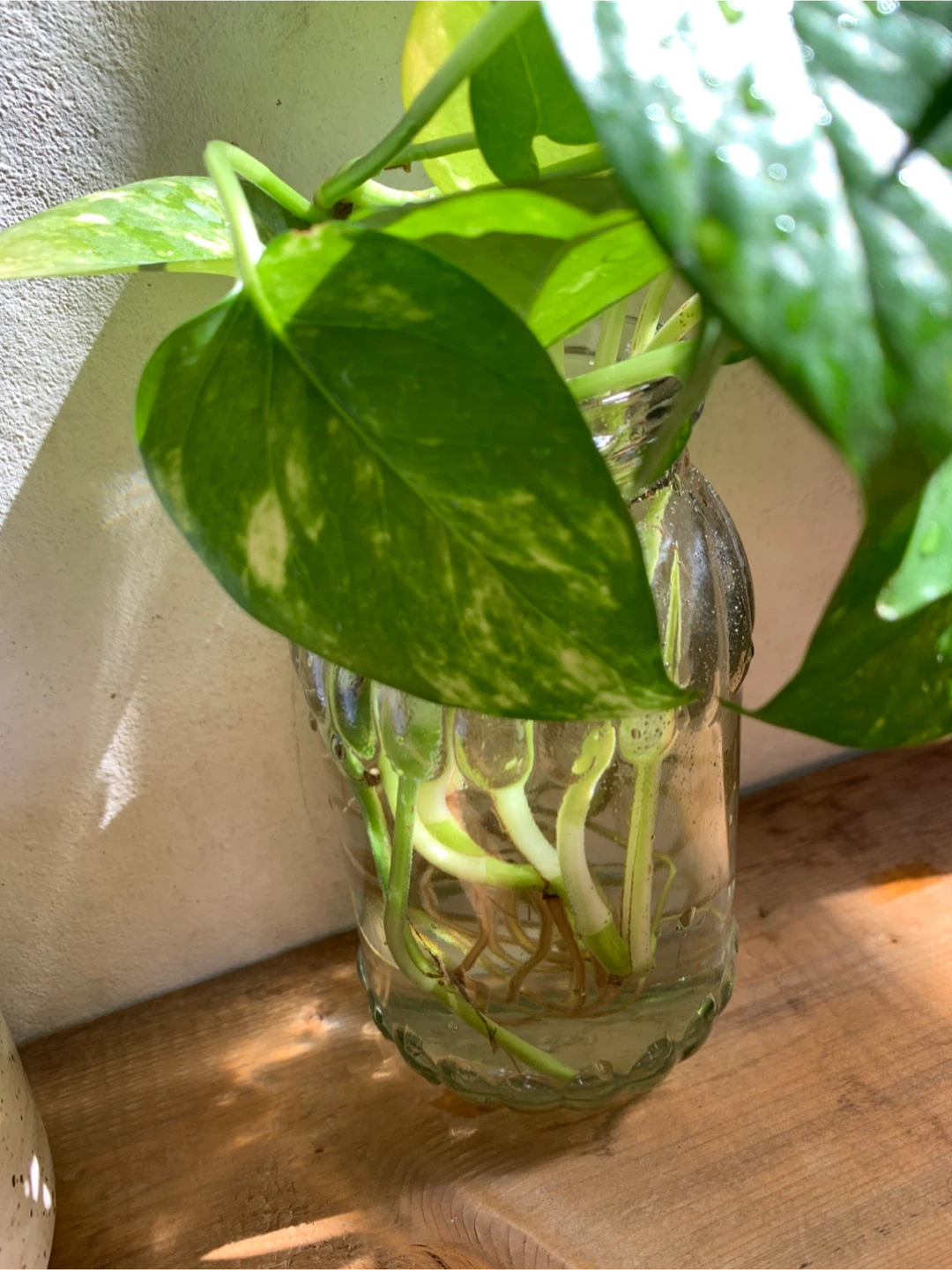 Pothos plant in glass jar - photo 2