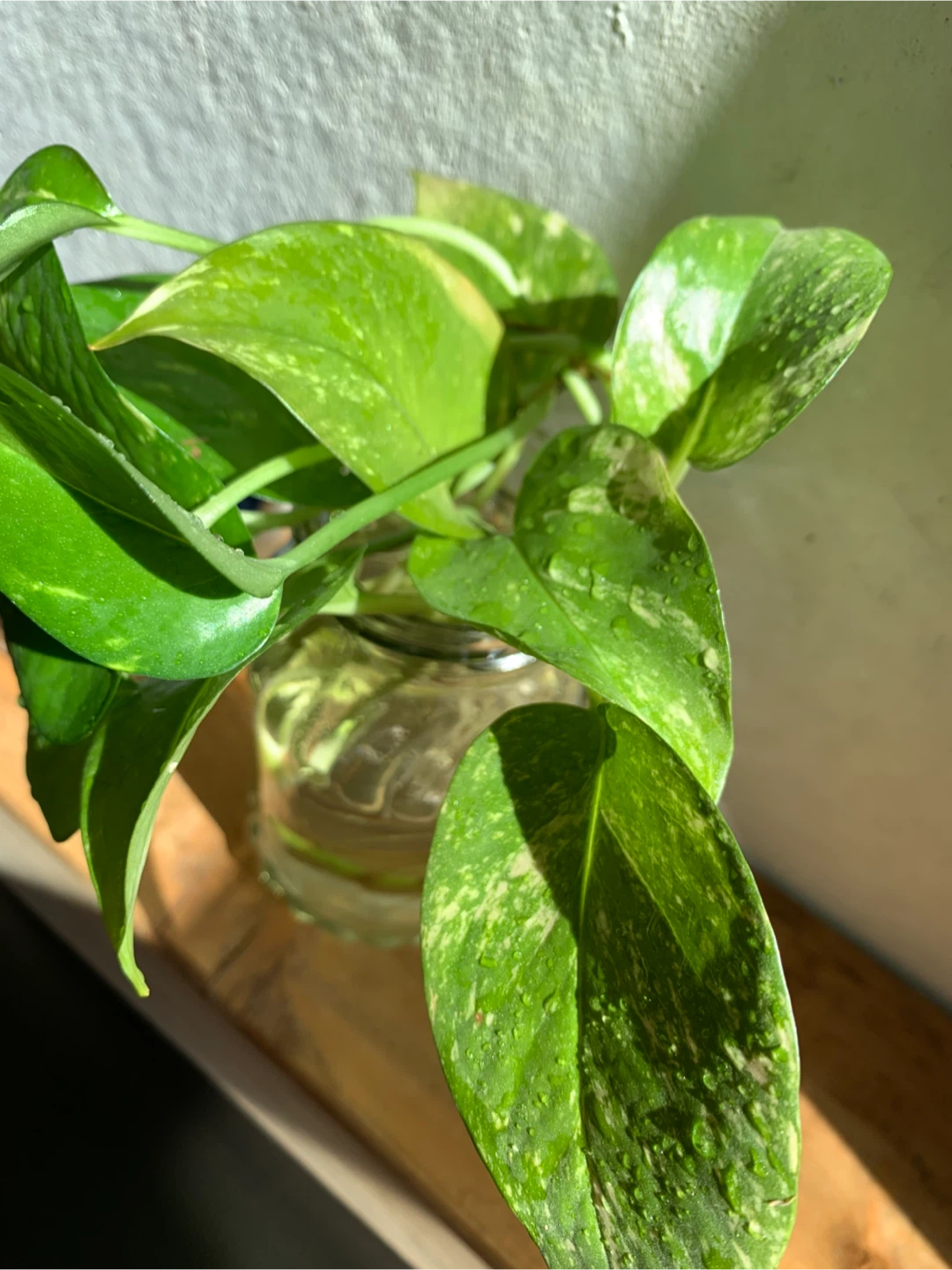 Pothos plant in glass jar - photo 3