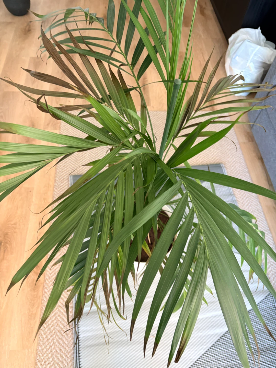 Parlour Palm in White Pot