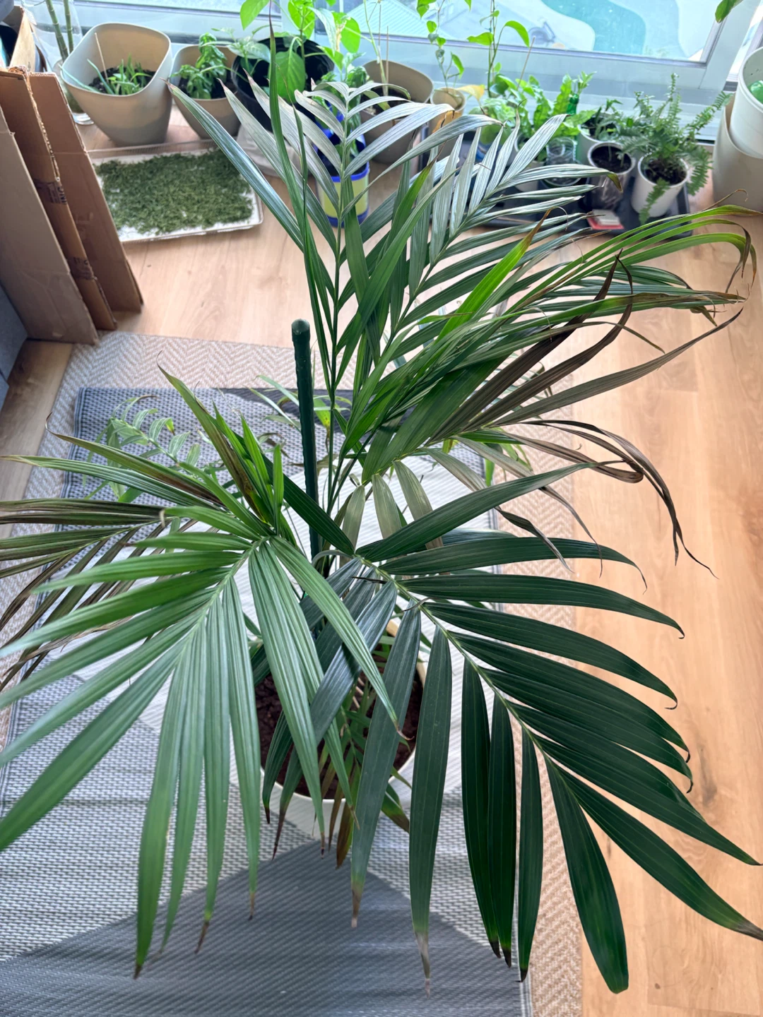 Parlour Palm in White Pot - photo 2