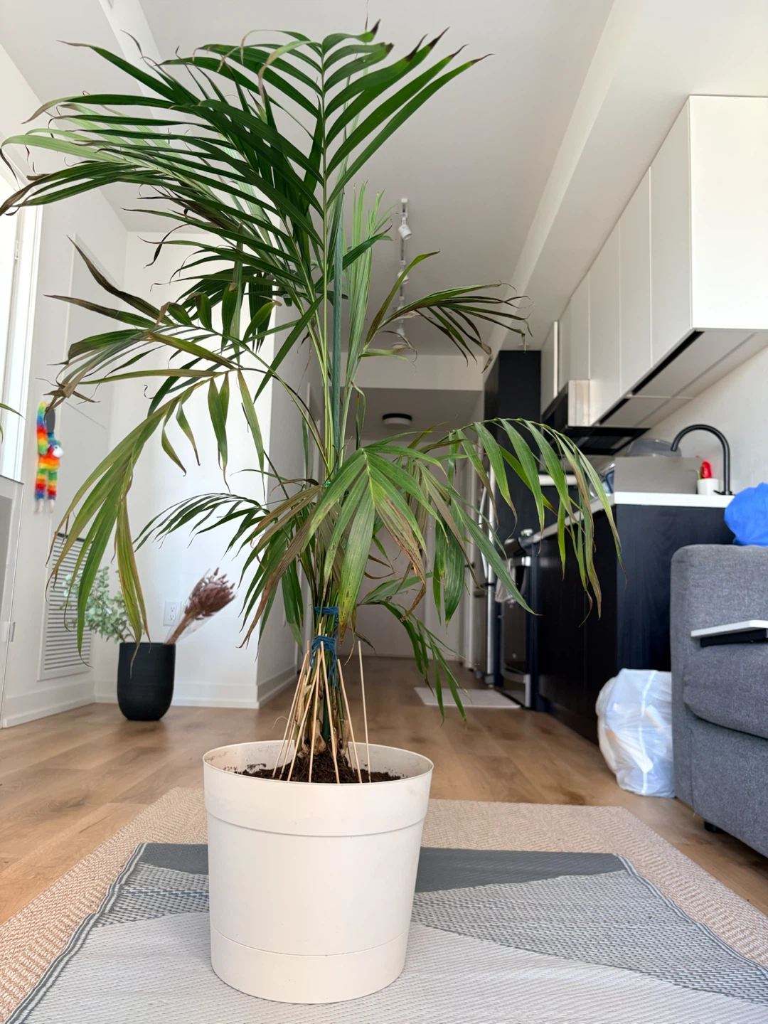 Parlour Palm in White Pot - photo 3