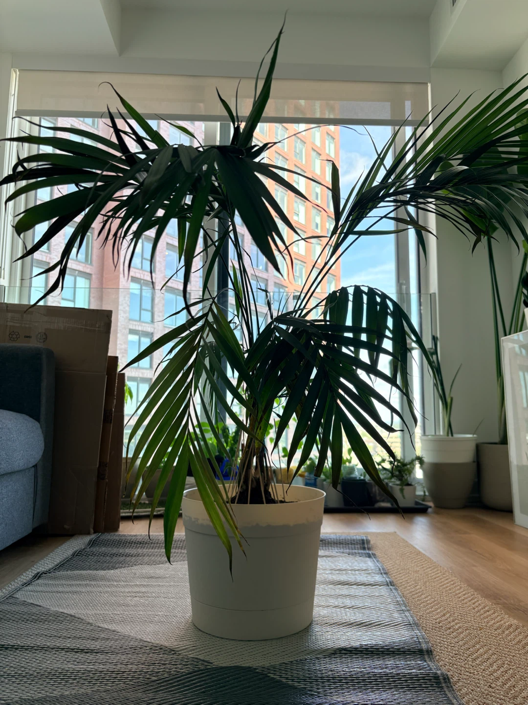 Parlour Palm in White Pot - photo 4