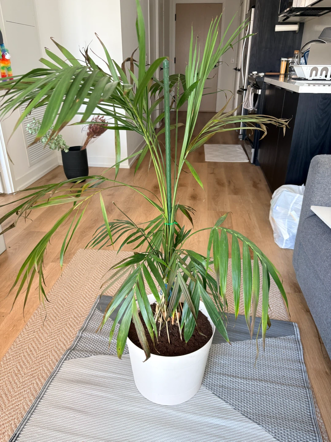 Parlour Palm in White Pot - photo 5