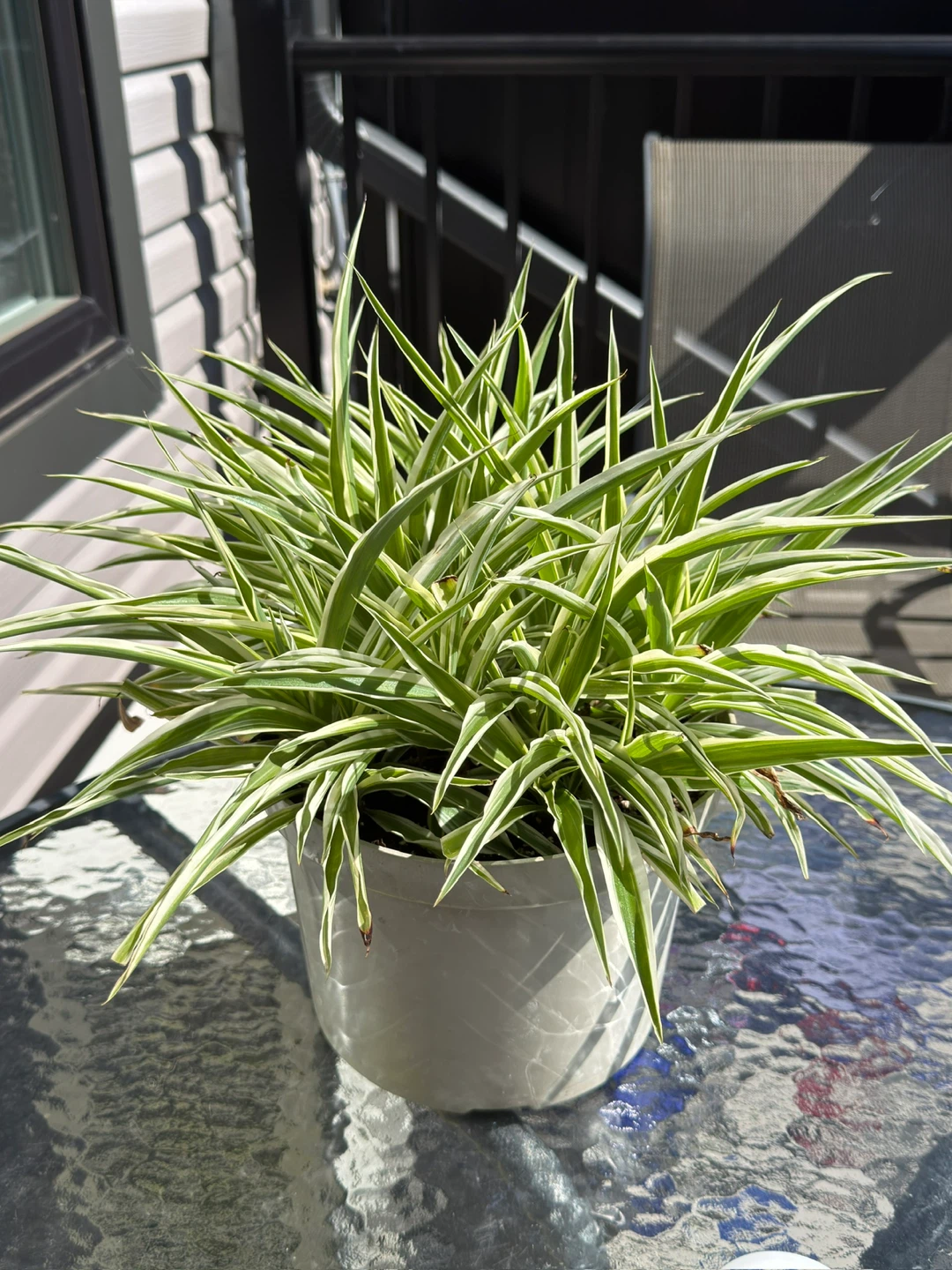Variegated Spider Plant in Pot
