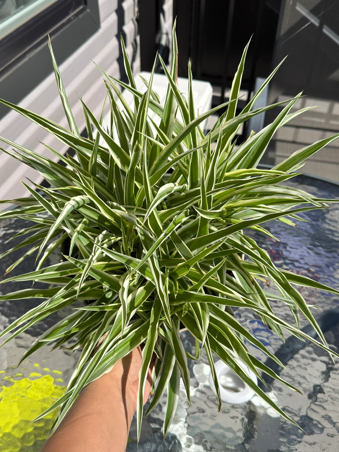 Variegated Spider Plant in Pot - photo 2