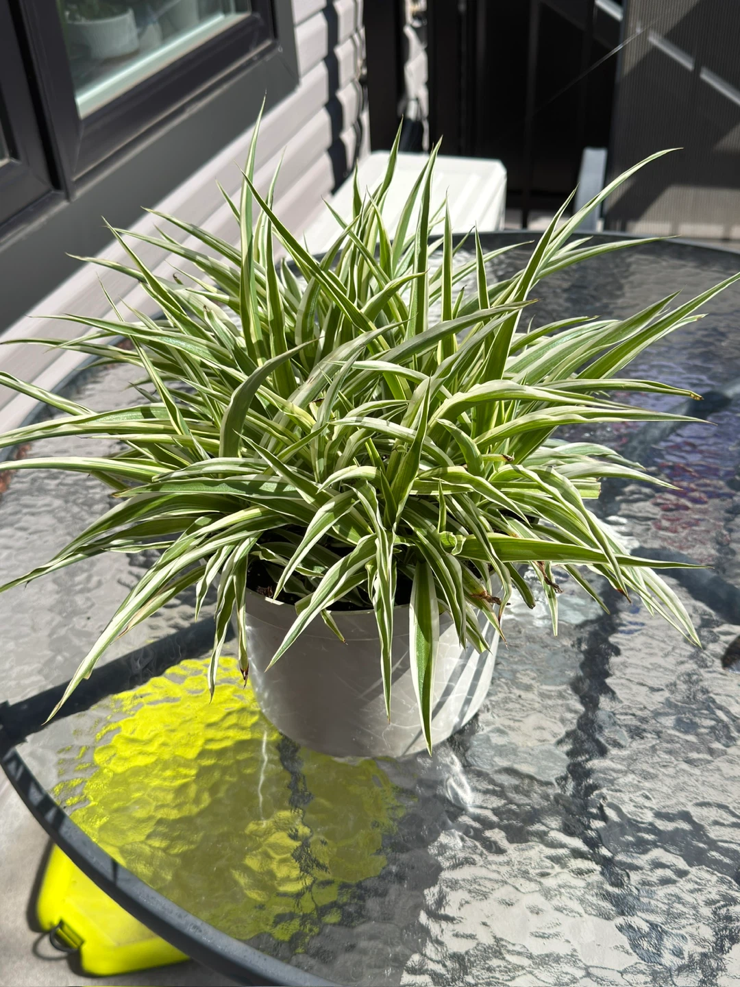 Variegated Spider Plant in Pot - photo 3