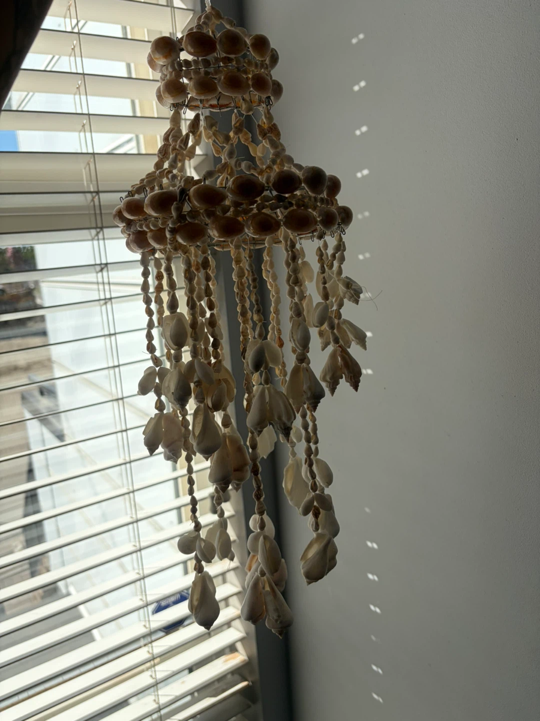 Seashell hanging