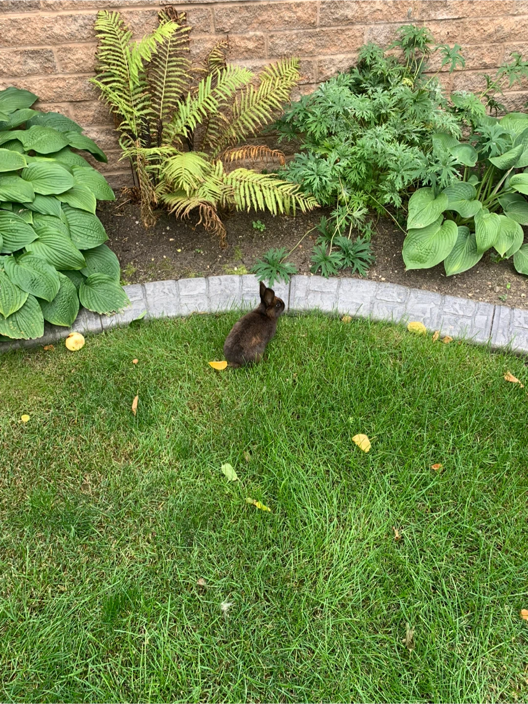 Baby brown pet rabbit lost