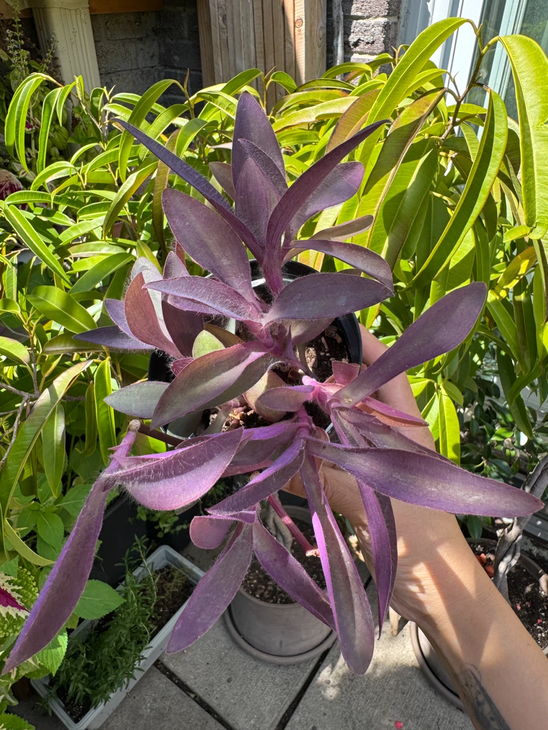 Purple Heart Plant (Tradescantia Pallida) INDOOR