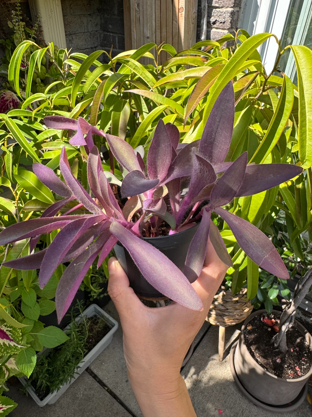 Purple Heart Plant (Tradescantia Pallida) INDOOR - photo 2