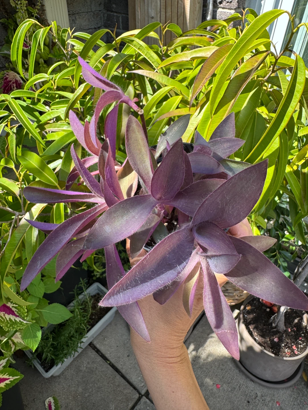 Purple Heart Plant (Tradescantia Pallida) INDOOR - photo 3