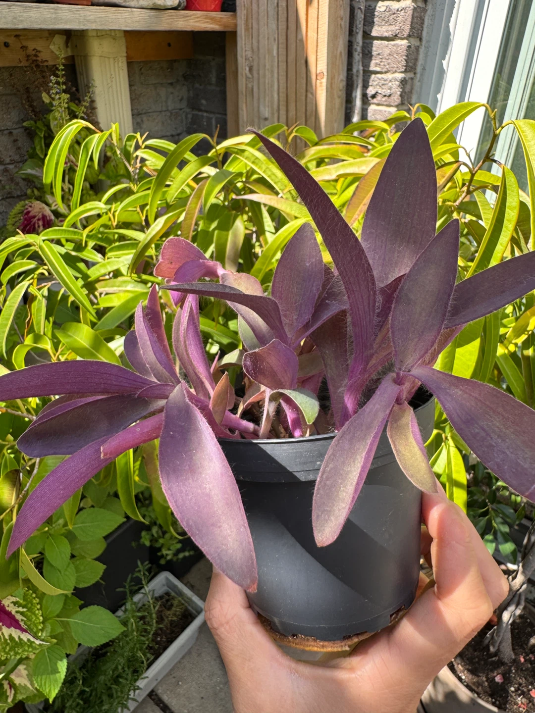 Purple Heart Plant (Tradescantia Pallida) INDOOR - photo 4