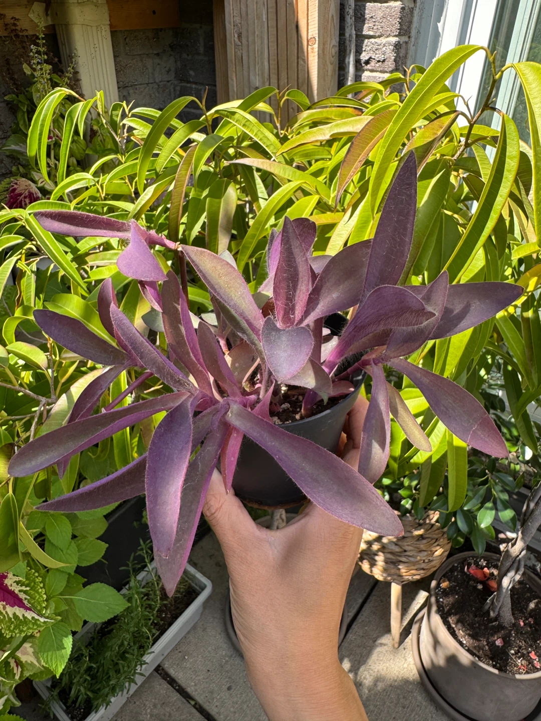 Purple Heart Plant (Tradescantia Pallida) INDOOR - photo 5