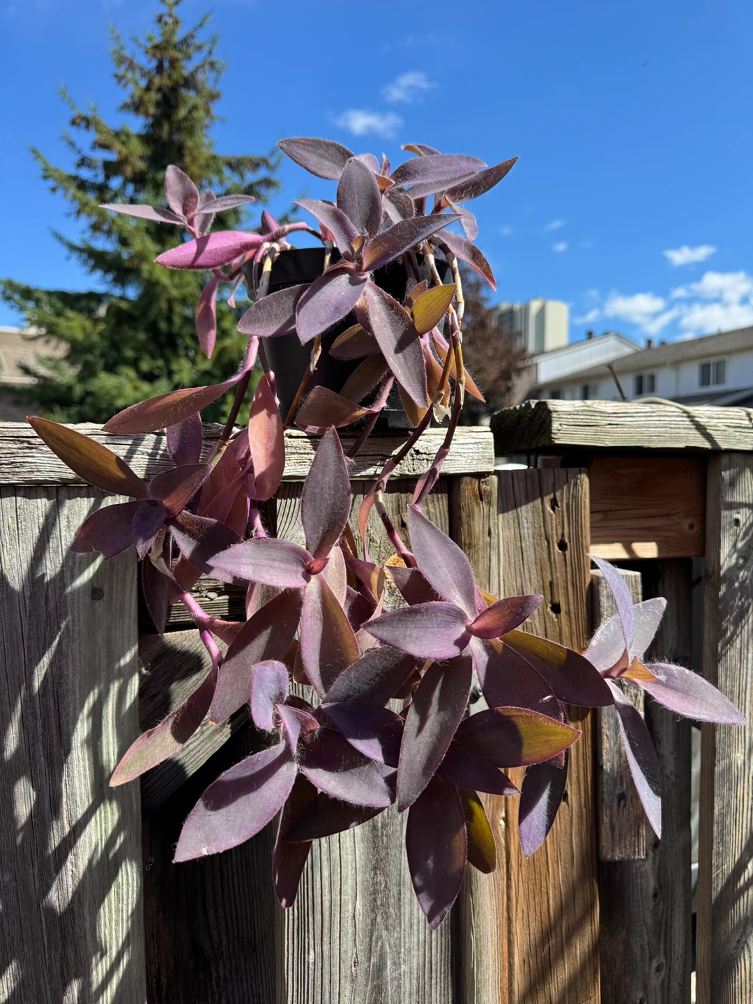 Purple Heart Plant (Tradescantia Pallida) Indoor Houseplant