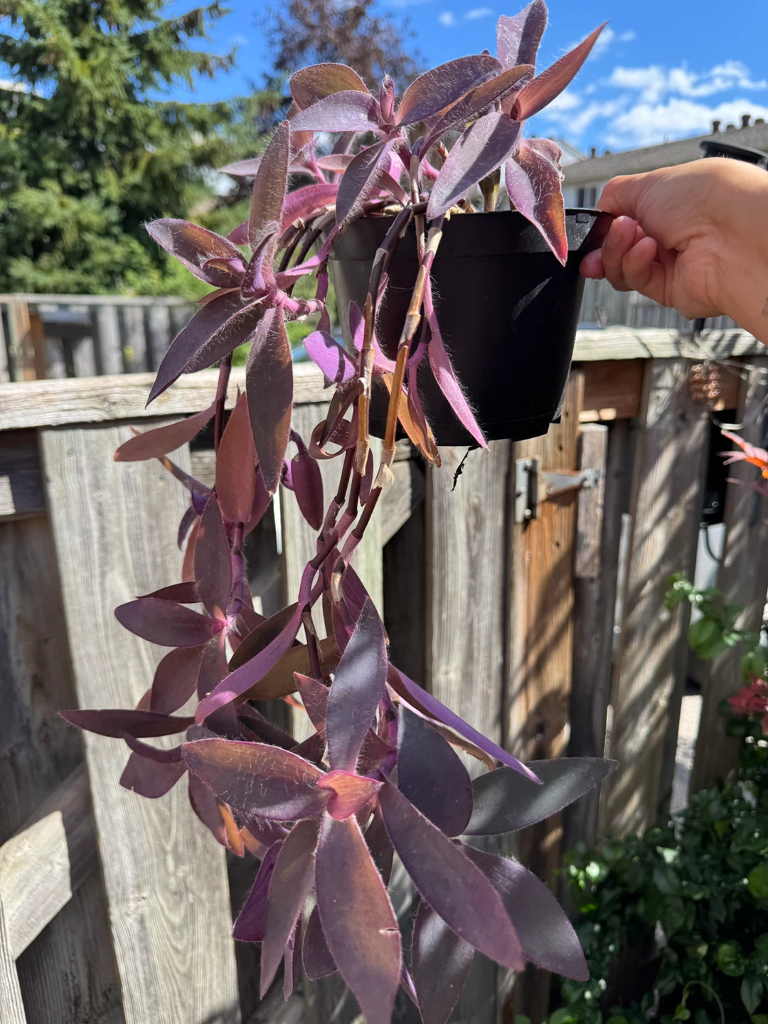Purple Heart Plant (Tradescantia Pallida) Indoor Houseplant - photo 2