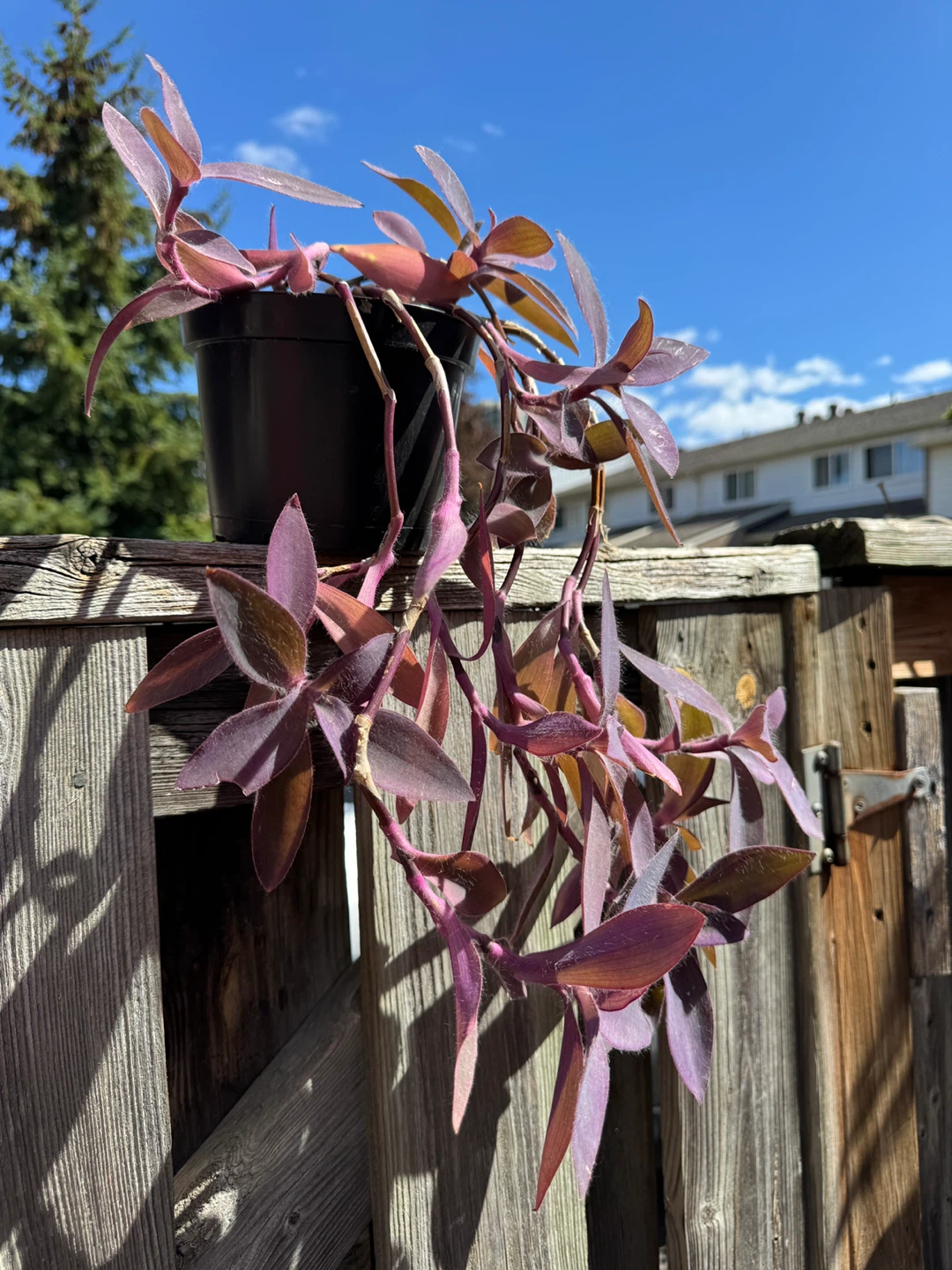 Purple Heart Plant (Tradescantia Pallida) Indoor Houseplant - photo 3