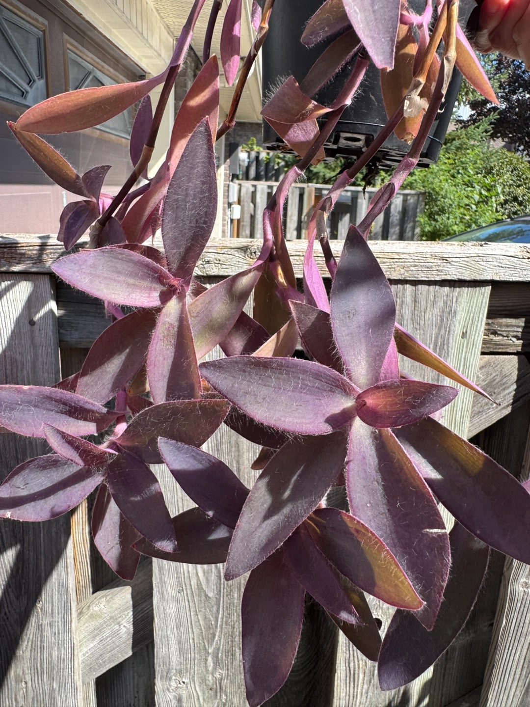 Purple Heart Plant (Tradescantia Pallida) Indoor Houseplant - photo 4