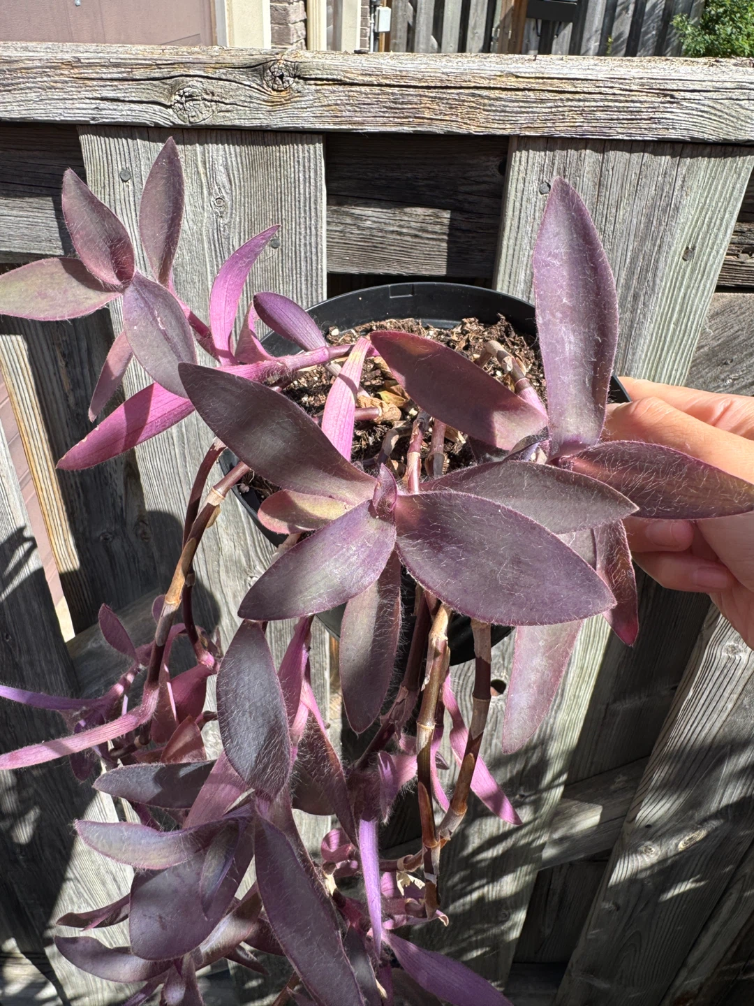 Purple Heart Plant (Tradescantia Pallida) Indoor Houseplant - photo 5