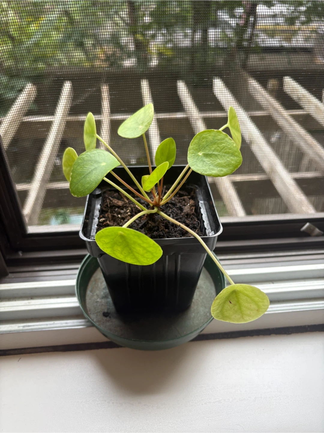 🏈Low maintainence pretty Pilea in a 3.5 inch pot