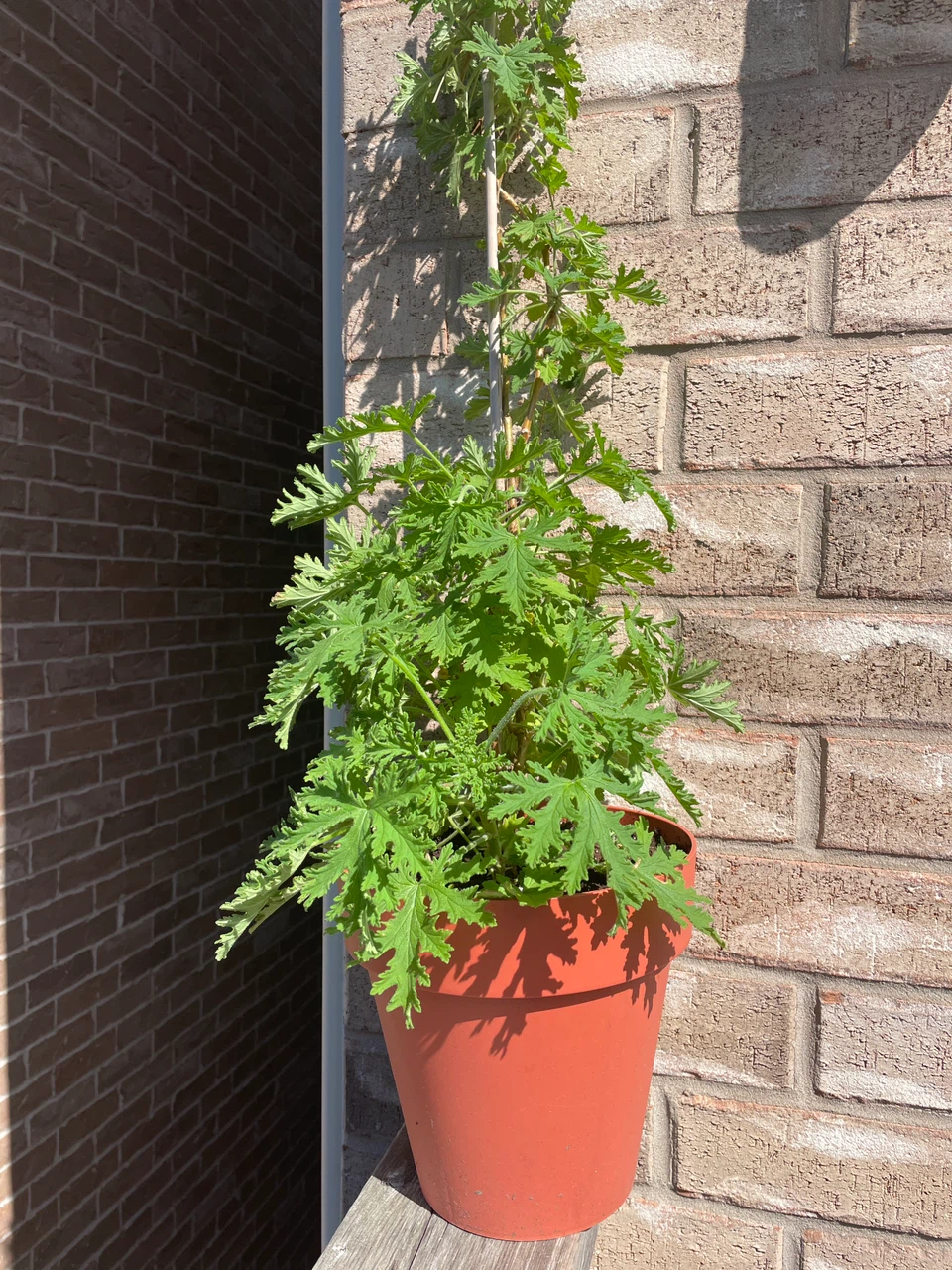 Potted Scented Geranium Plant