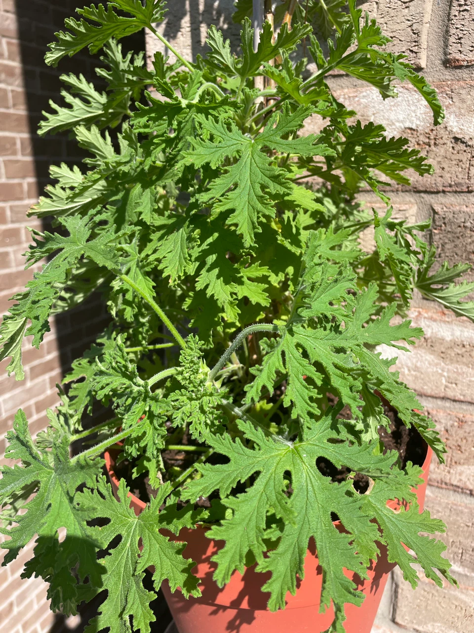 Potted Scented Geranium Plant - photo 2