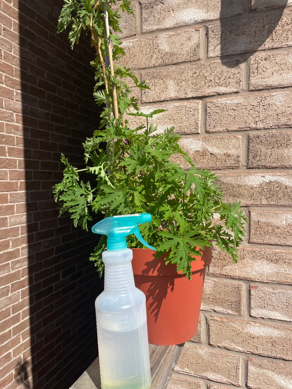 Potted Scented Geranium Plant - photo 3