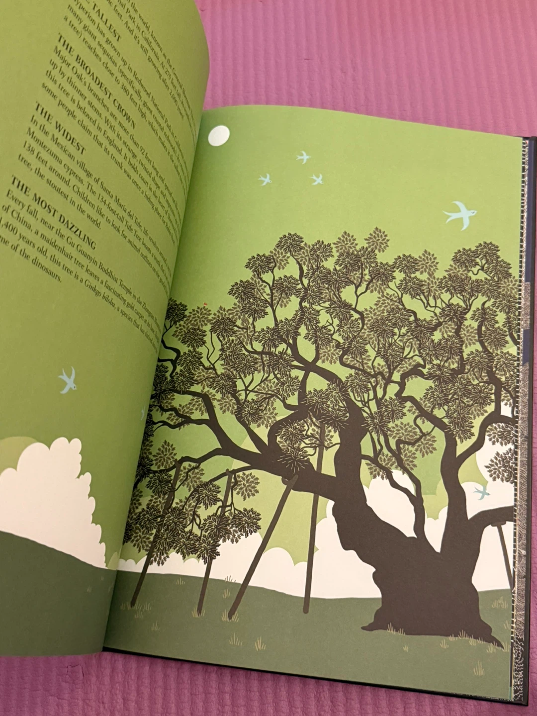 🏈Every Tree Has a Story Book - photo 5