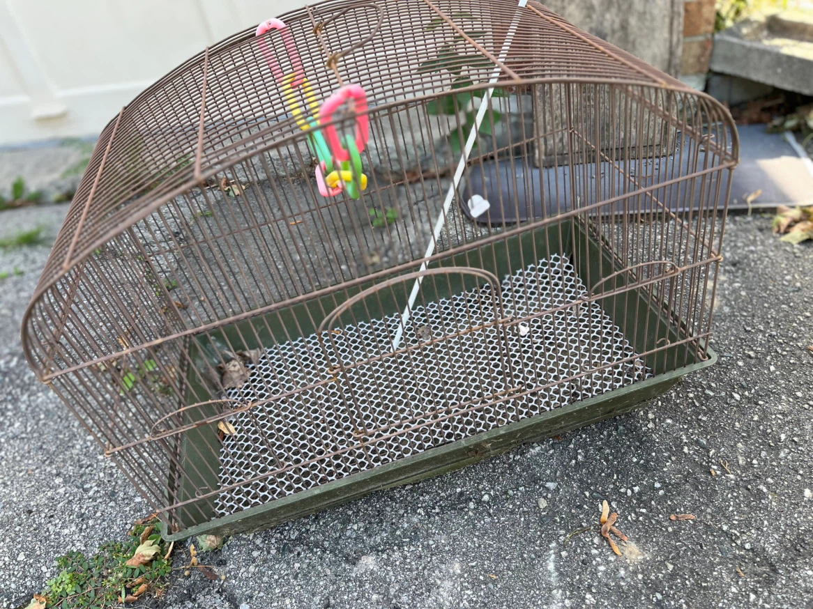 🏈large Bird cage with FREE FOOD - photo 2