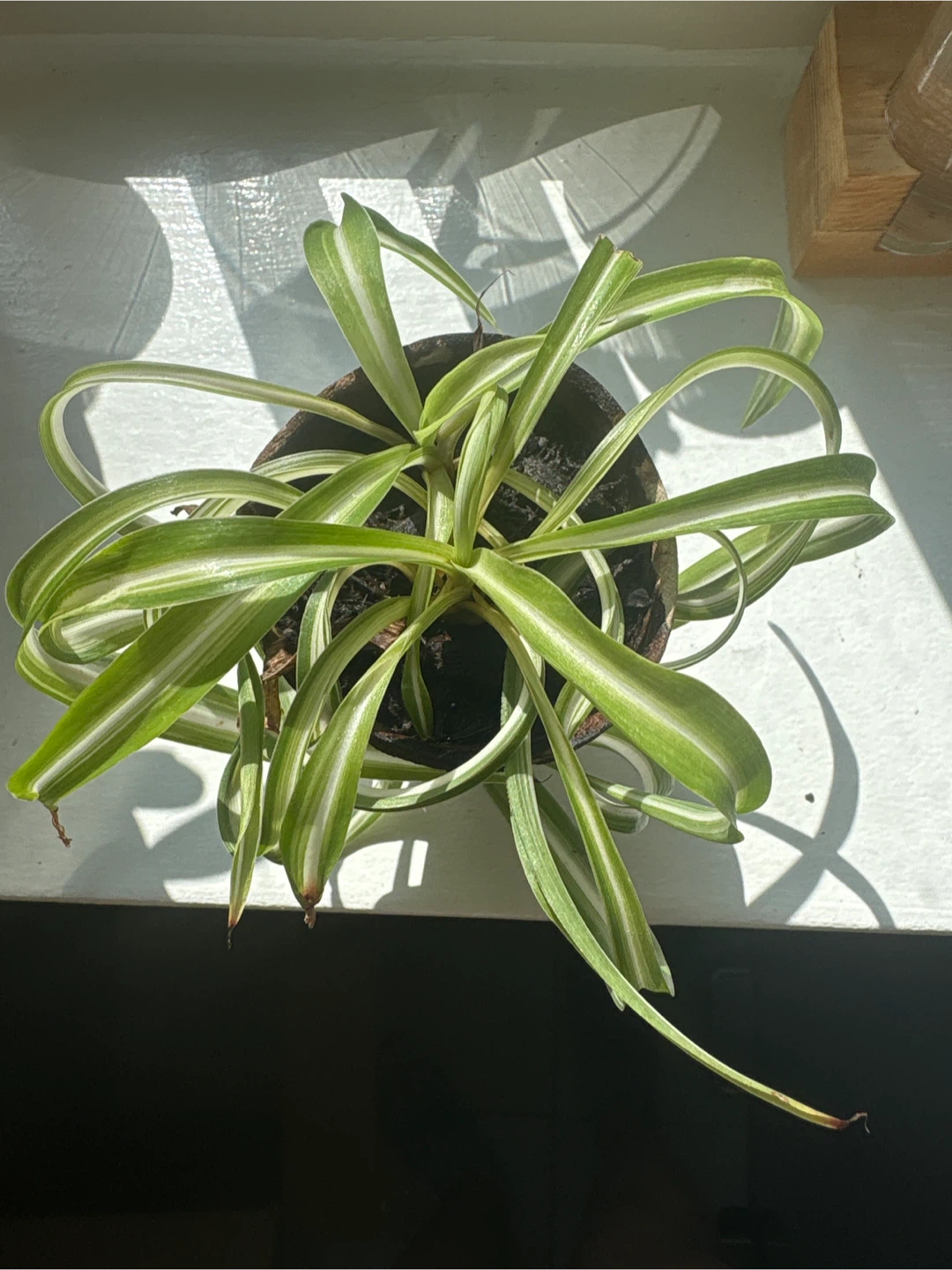Variegated Spider Plant