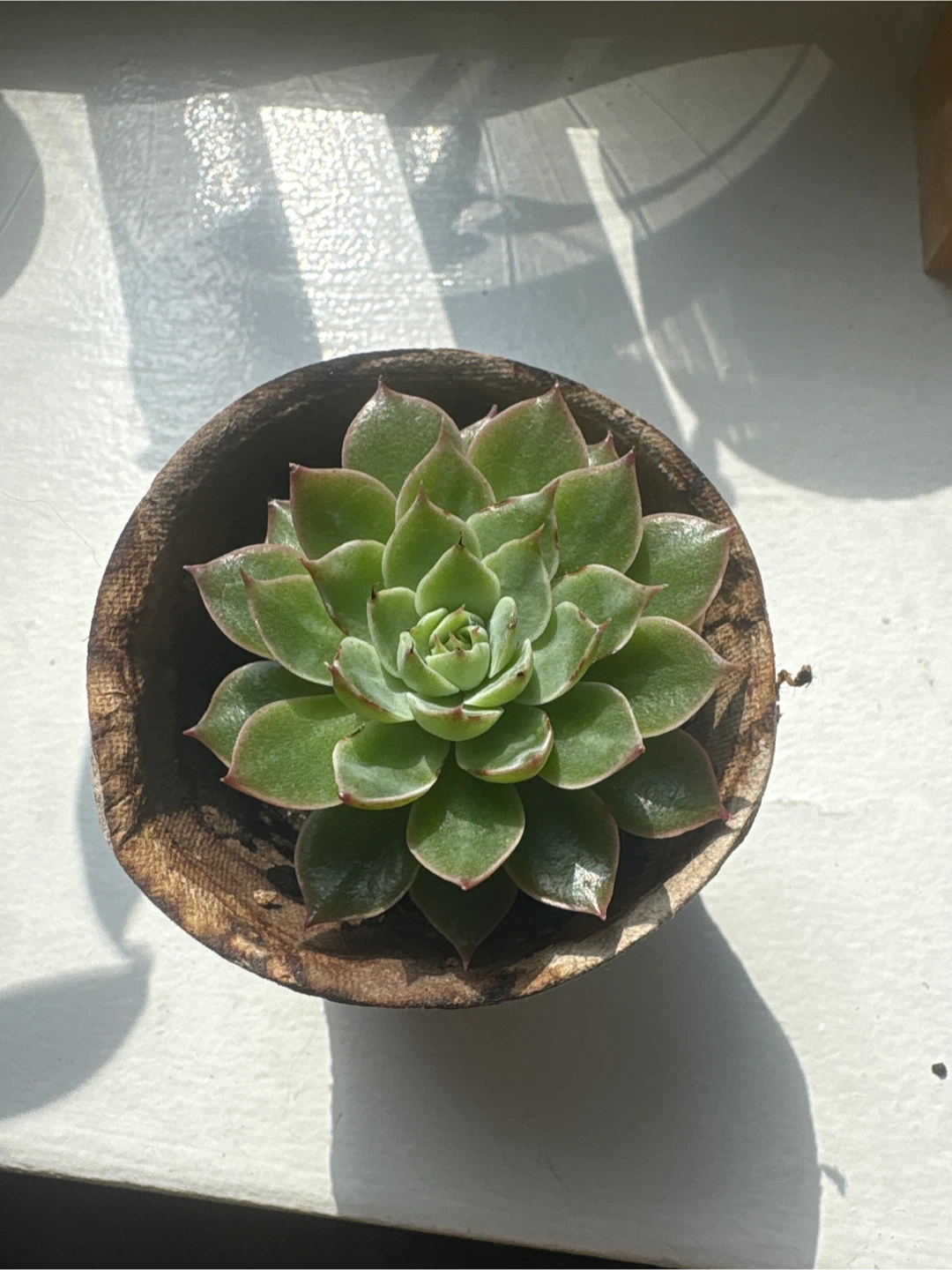 Echeveria succulent in small pot