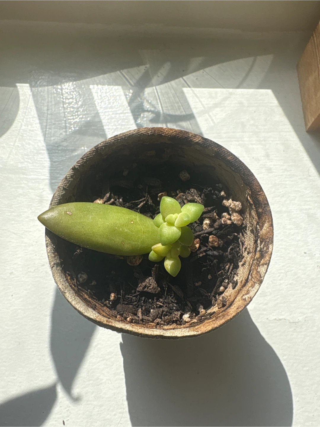 Small Sedum Succulent