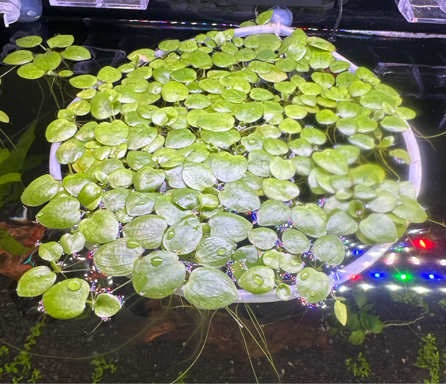 Floating Aquarium Frogbit Plants - Duckweed free tank